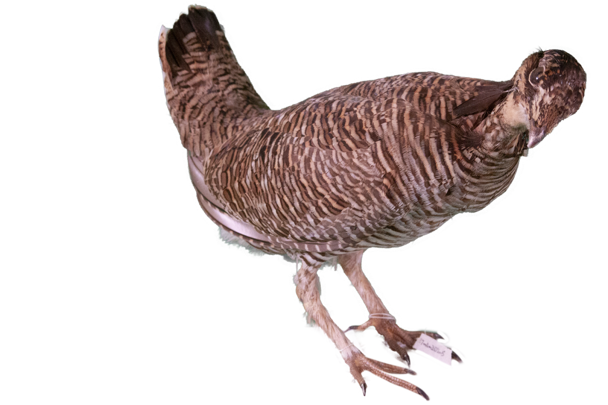 A mount of a lesser prairie chicken (Tympanuchus pallidicinctus). Collected in Yoakum co., Texas by Calvin B. Smith in 1987.