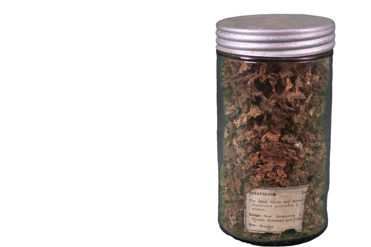 A jar of dried common boneset (Eupatorium perfoliatum). Collected circa 1920. Collection location and collector unknown.