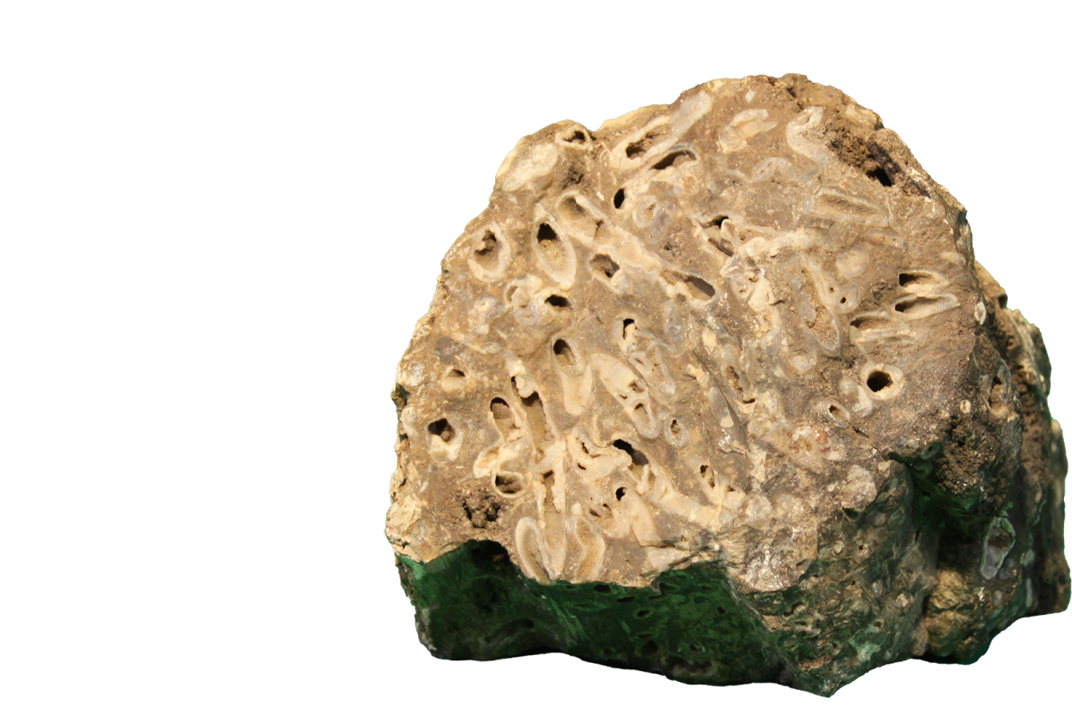 A specimen of fossilized wood. Collected in Sutton Co., Texas by Johnnie Sellman in 1941
