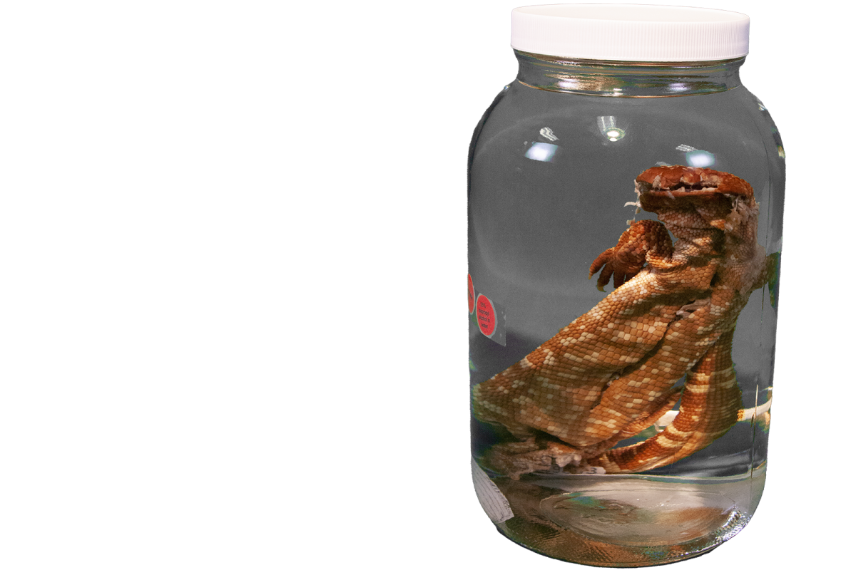 A Mexican beaded lizard (Heloderma horridum) preserved in alcohol. Collected from Sinaloa, Mexico by Dr. Bryce C. Brown in 1963.
