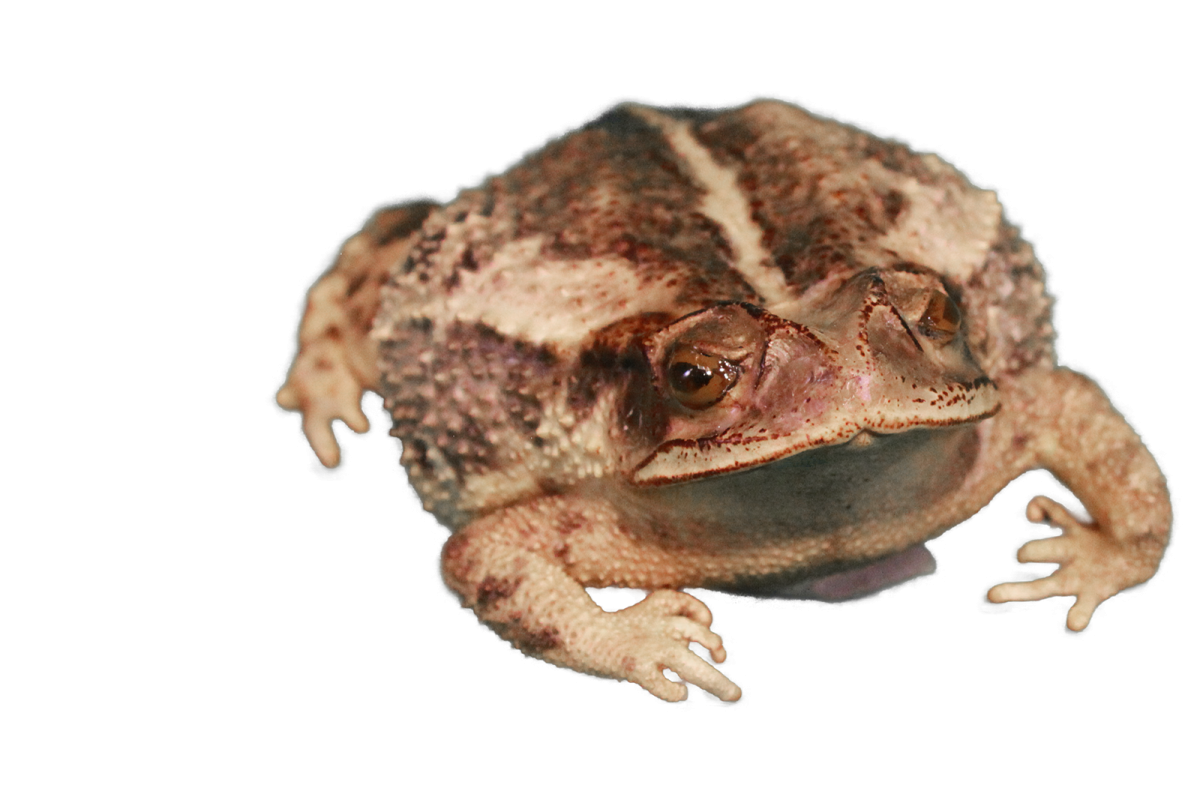 A freeze-dried Gulf Coast toad (Incilius valliceps) from near the Waco Airport, McLennan Co., Texas. Collected in 1970 by Brent A. Brown.