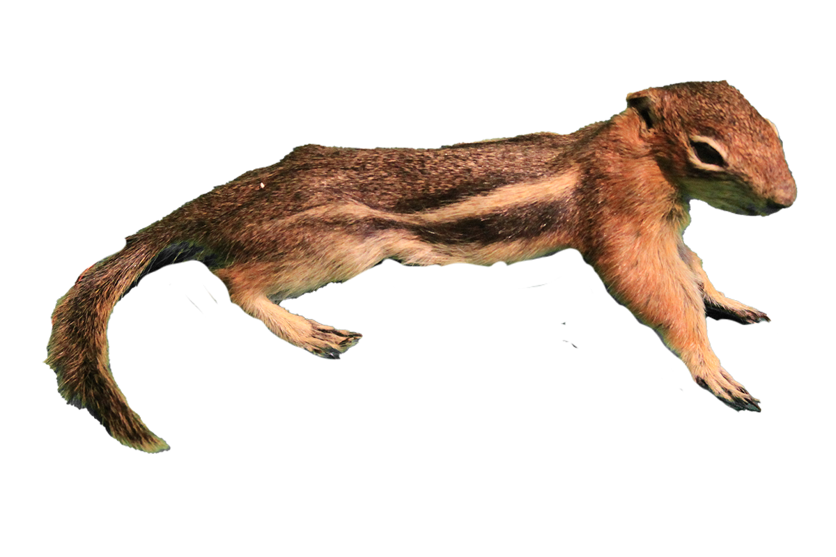 Golden-mantled ground squirrel