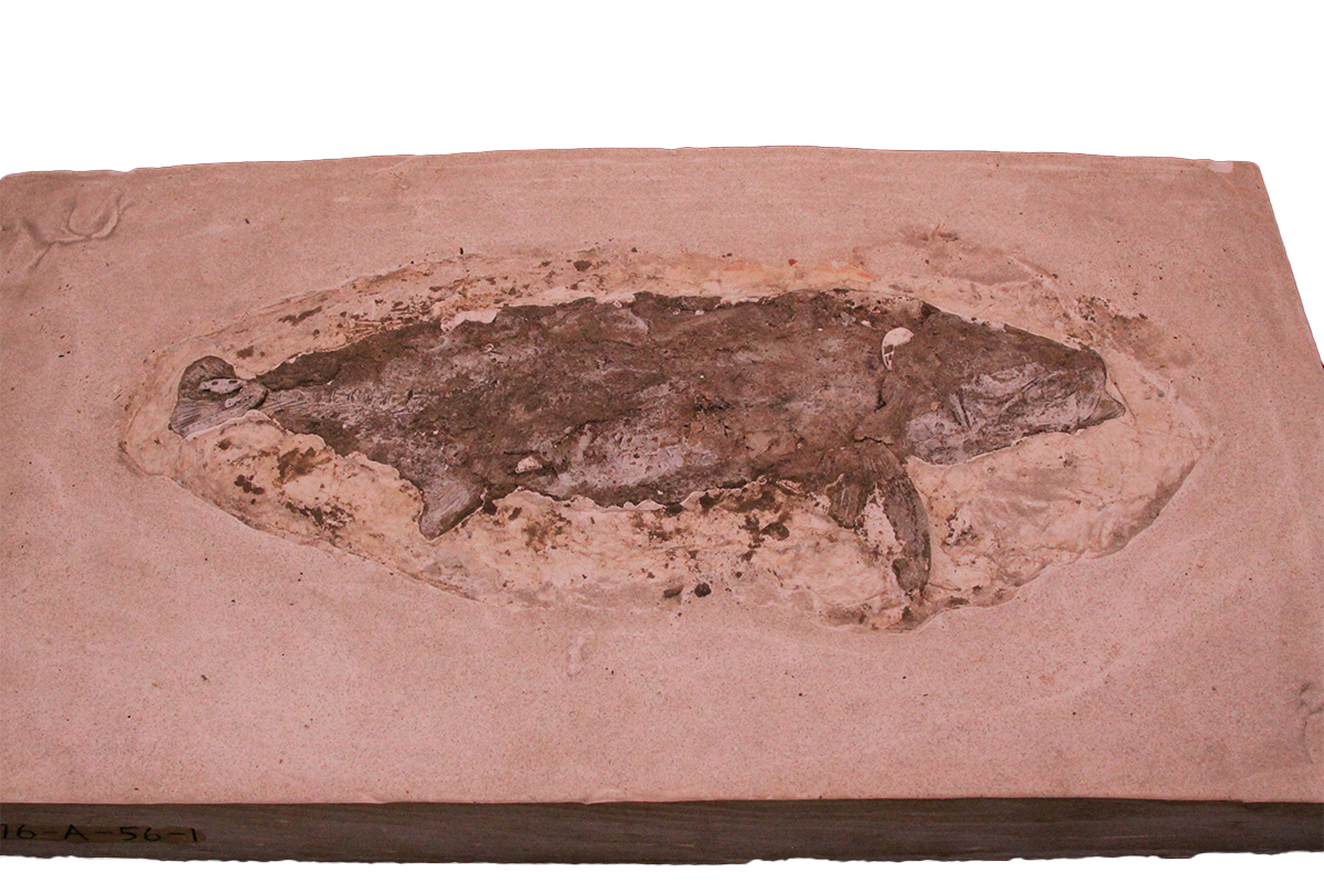Fossil fish