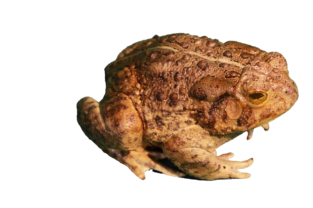 Woodhouse's toad