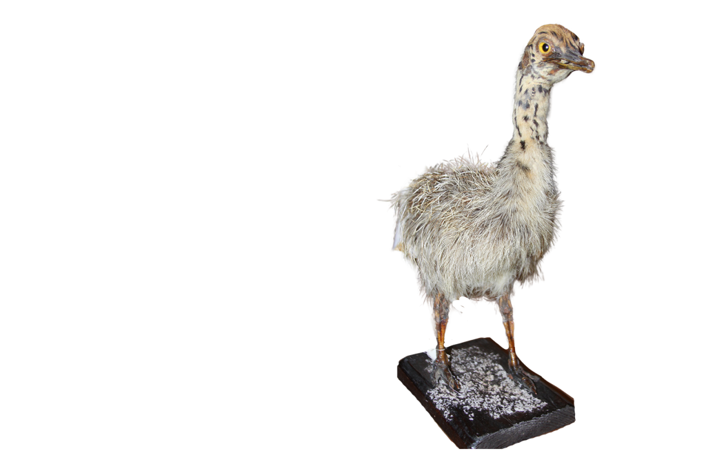 Ostrich