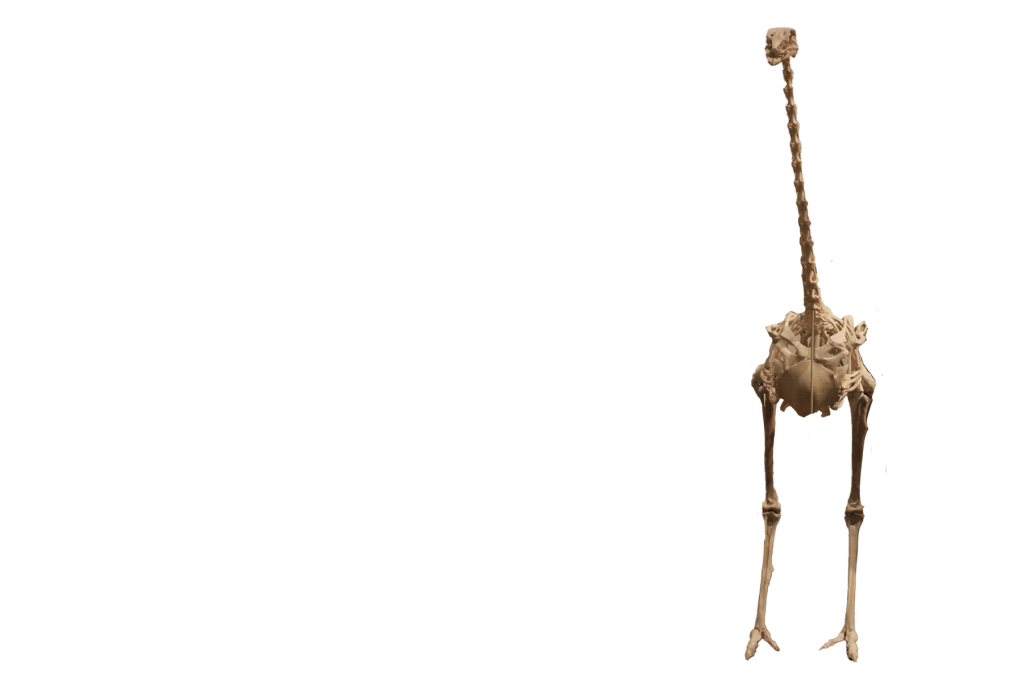 Ostrich skeleton