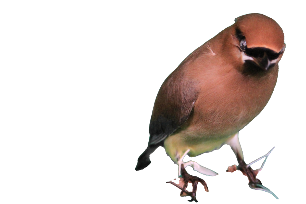 Cedar waxwing