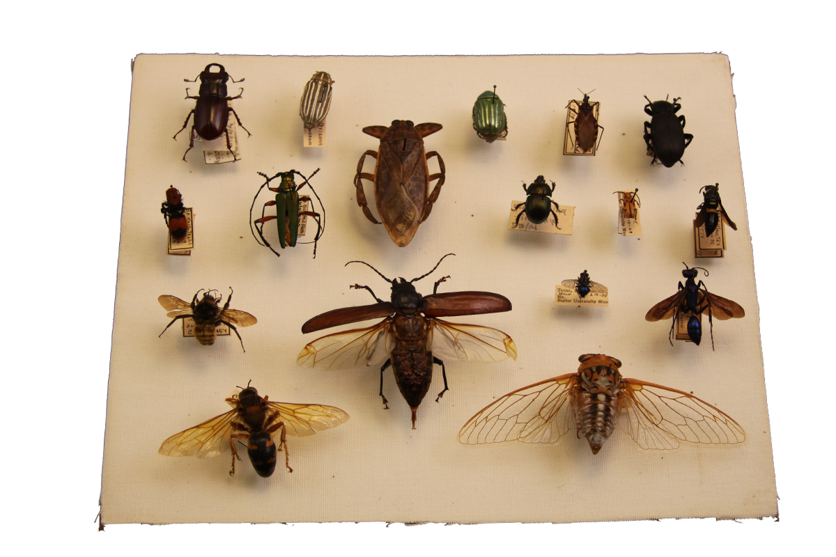 Bug box