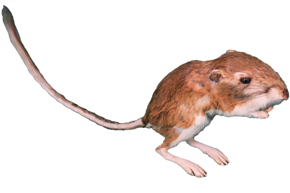 Merriam's kangaroo rat