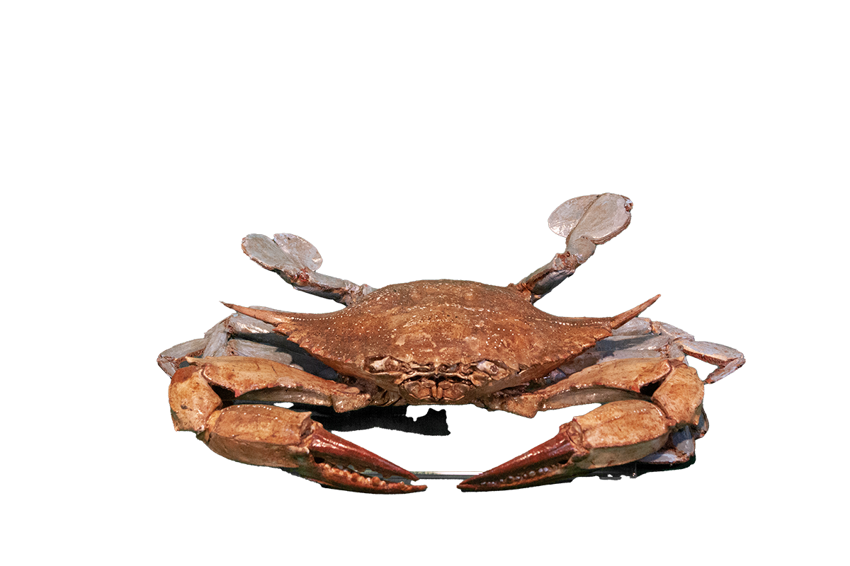 Blue crab
