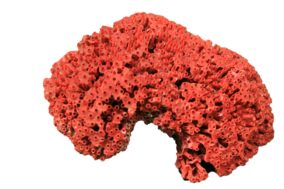 Organ pipe coral