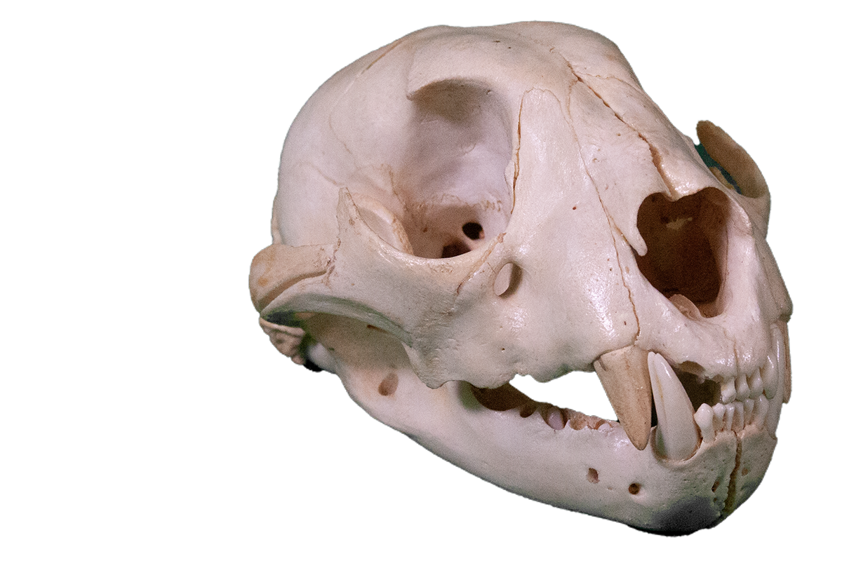 Leopard skull