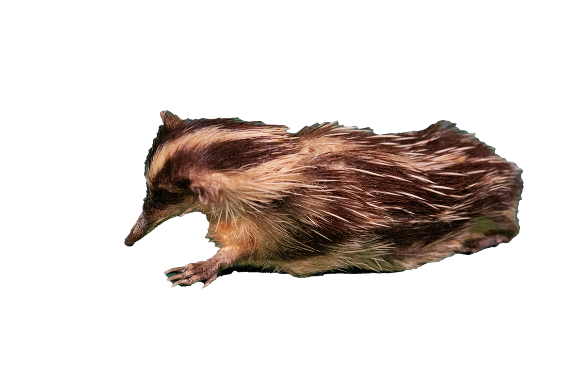 Lowland streaked tenrec