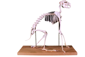 Black-tailed jackrabbit skeleton