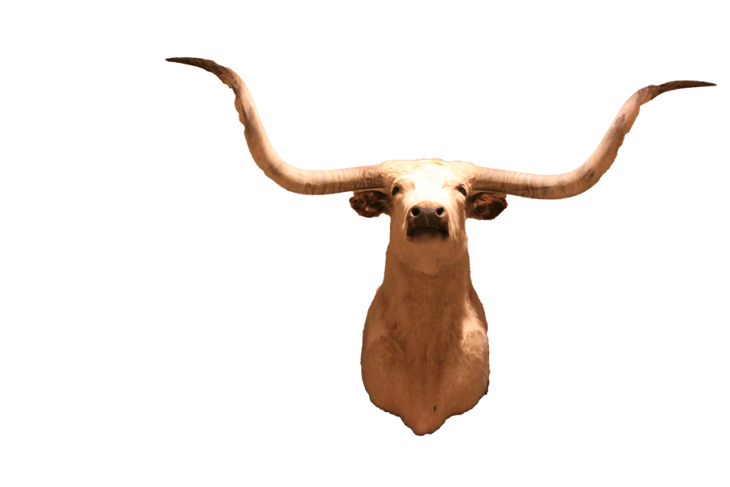 Texas longhorn
