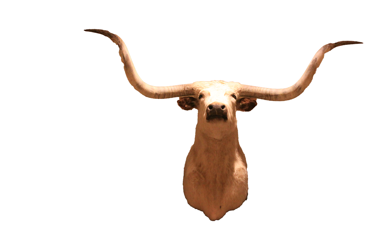 Texas longhorn