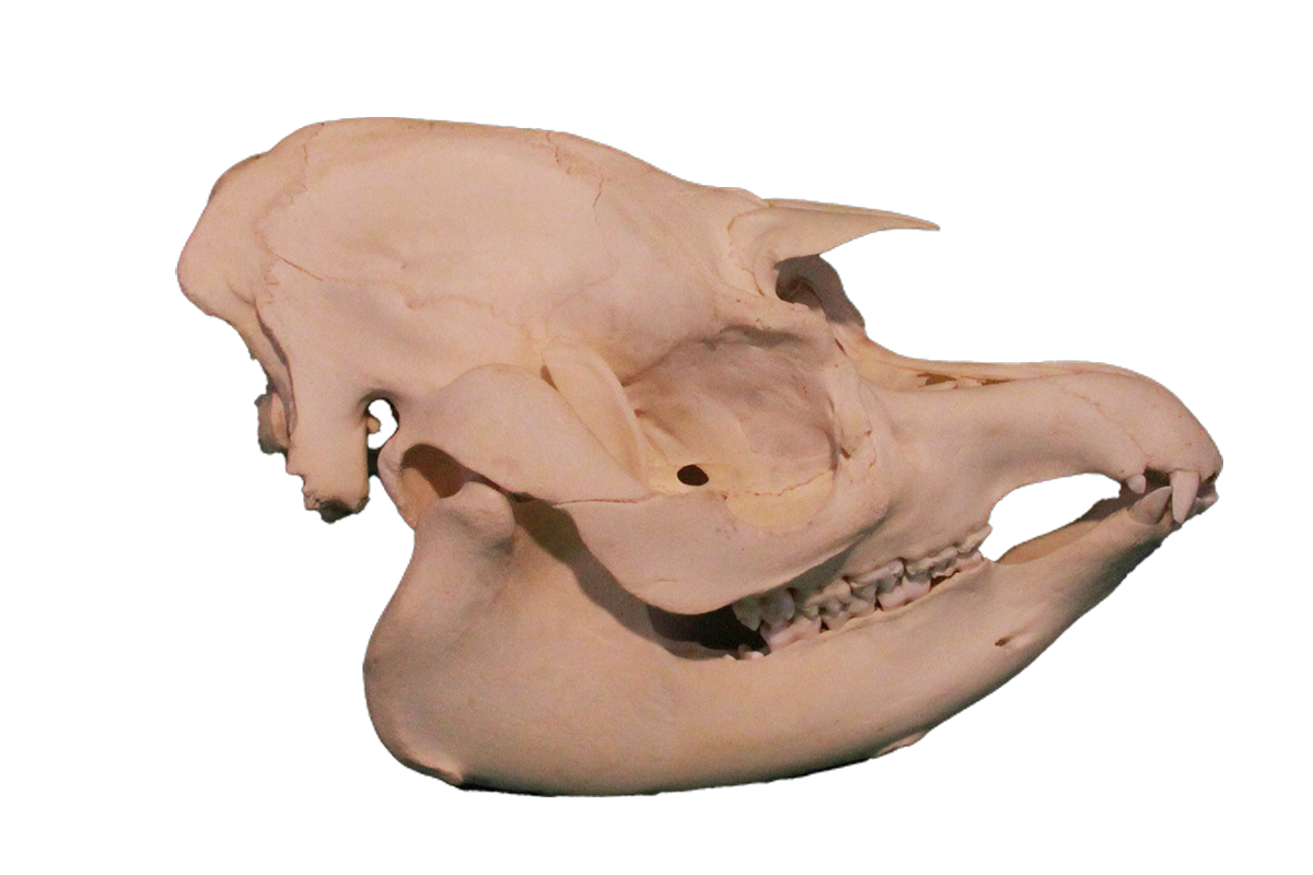 South American tapir skull