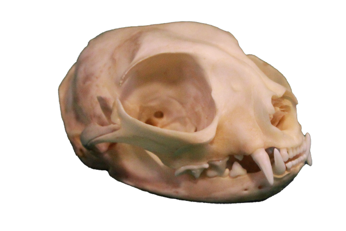 Cat skull