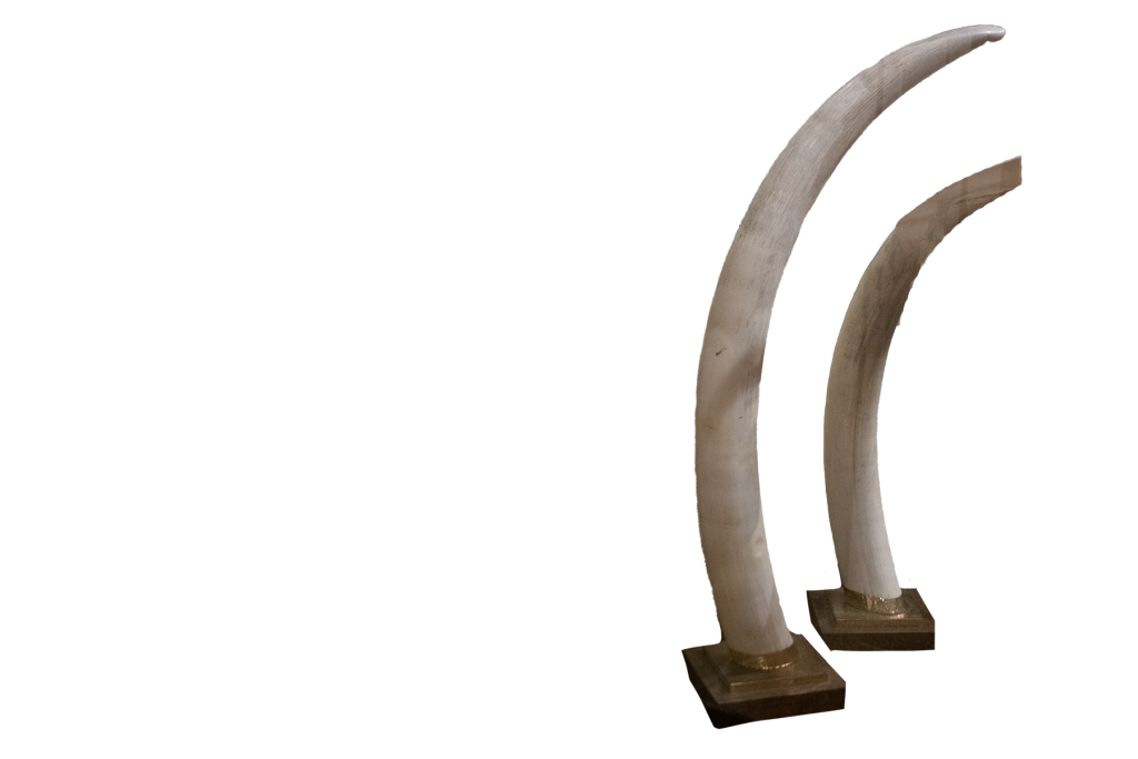 African bush elephant tusks