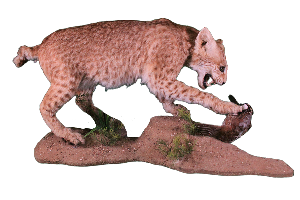 Bobcat and northern bobwhite
