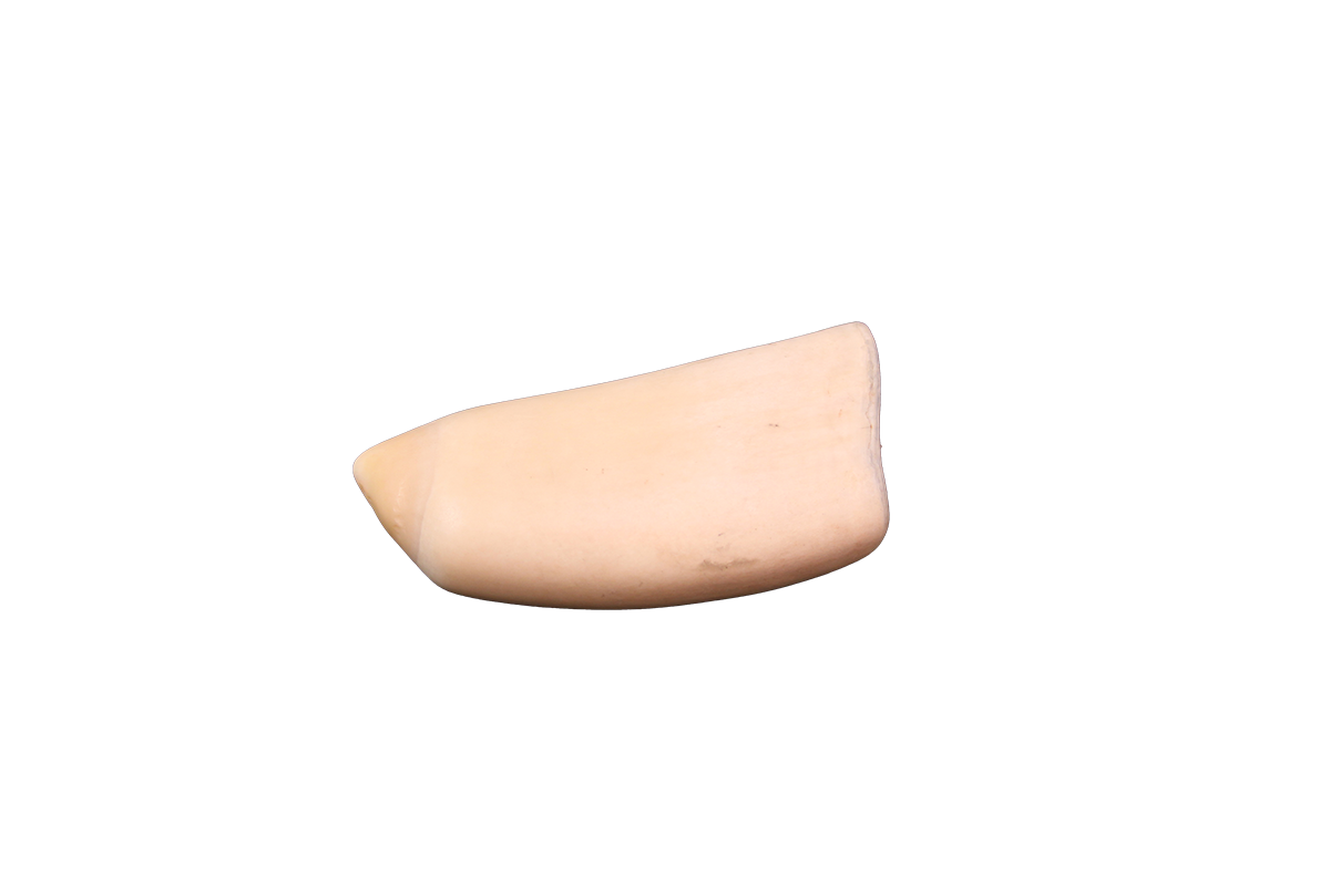 Whale tooth