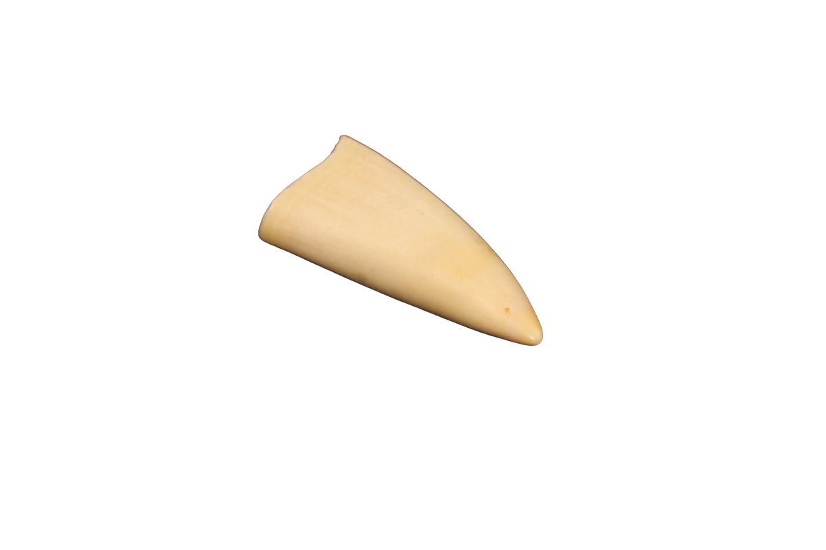 Whale tooth