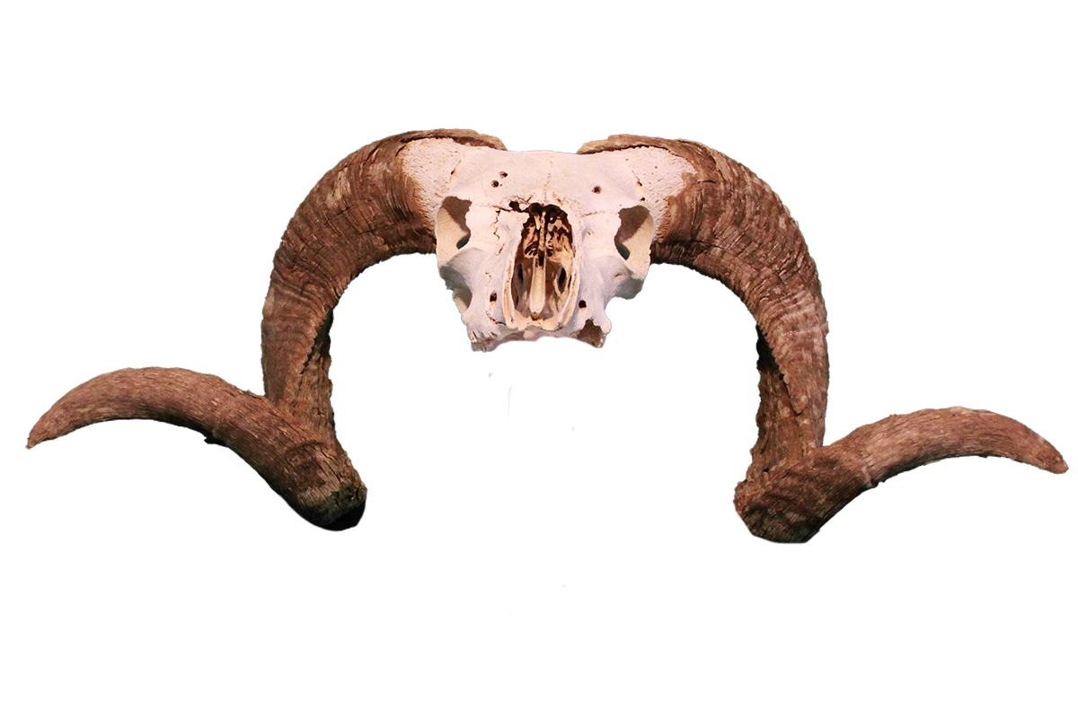 Rocky Mountain bighorn sheep skull