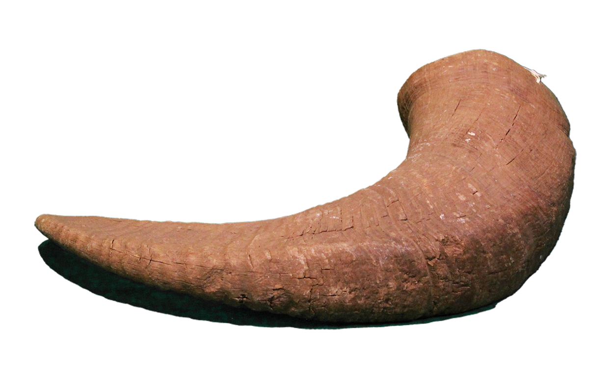 Rocky Mountain bighorn sheep horn