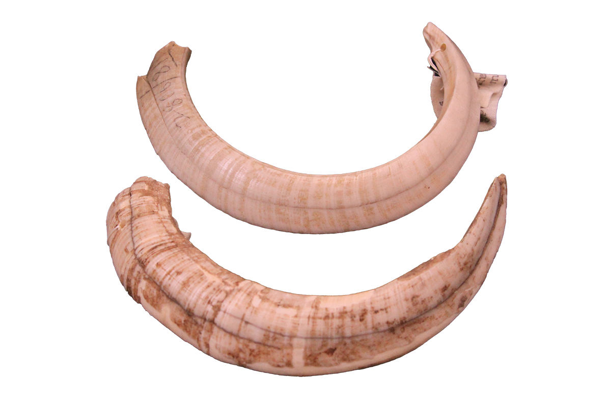 Collared peccary tusks