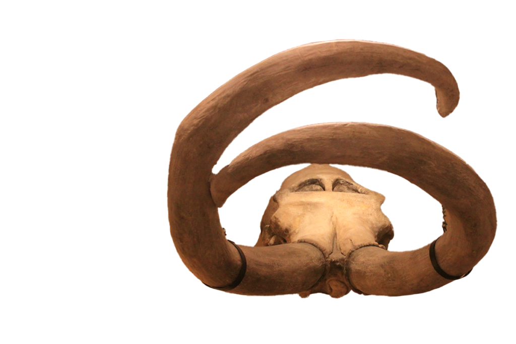 Columbian mammoth skull