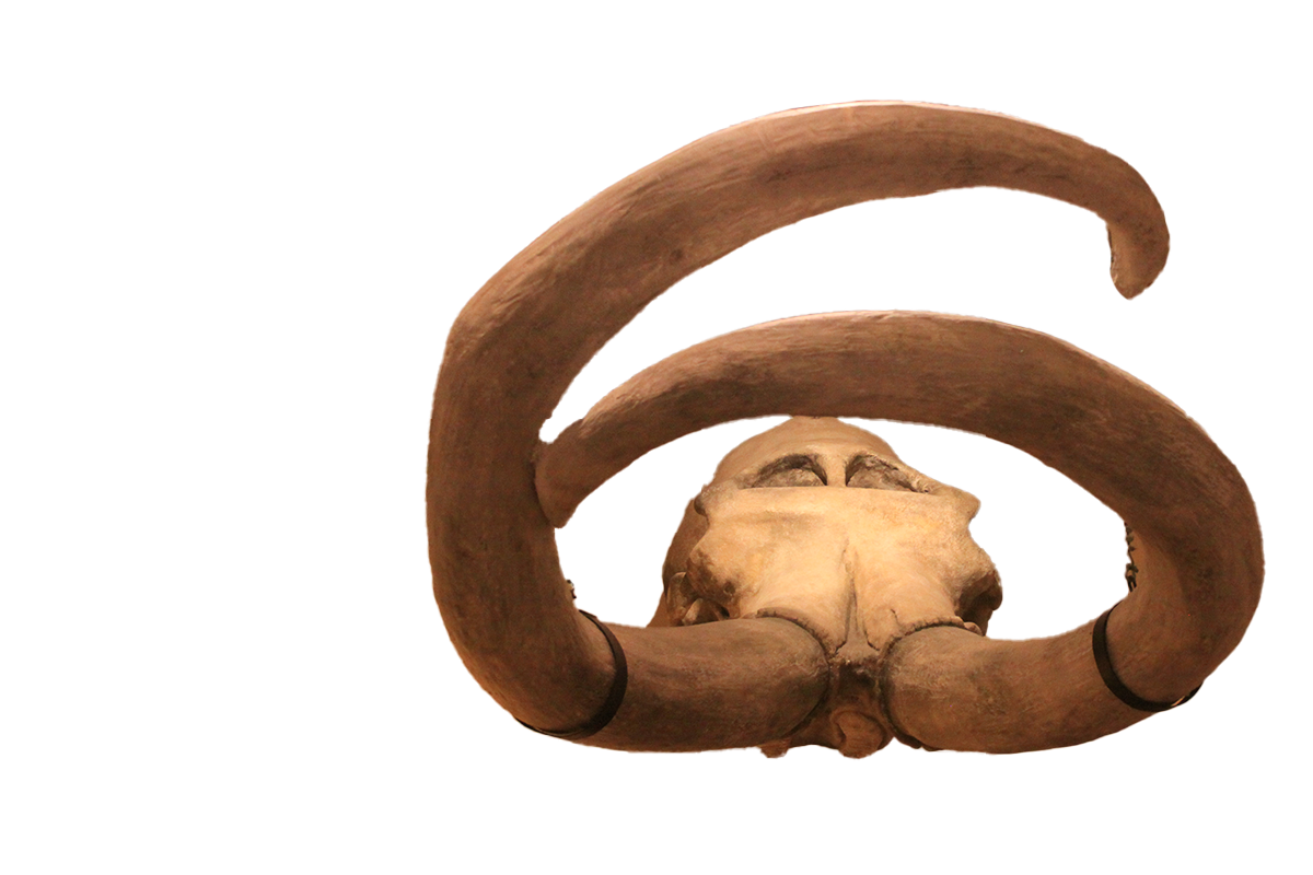 Columbian mammoth skull