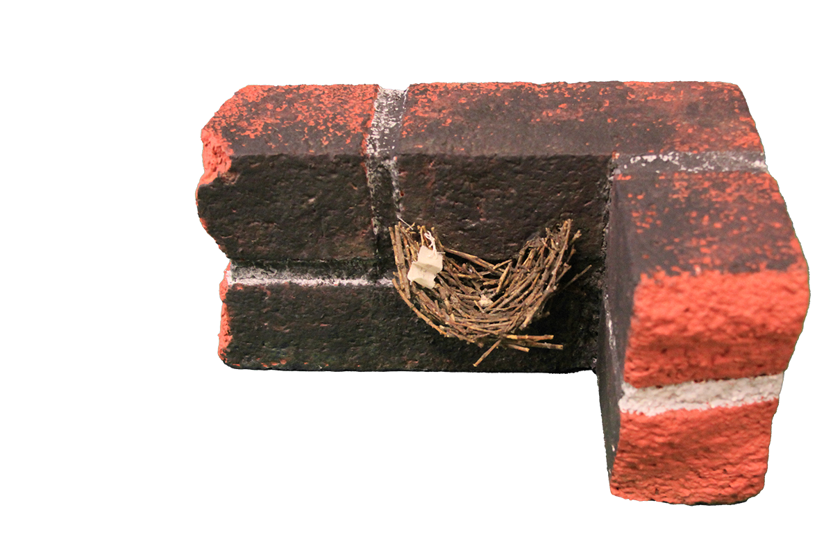 Chimney swift nest