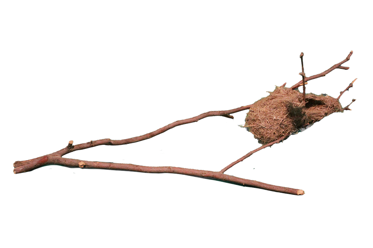 Bullock oriole nest