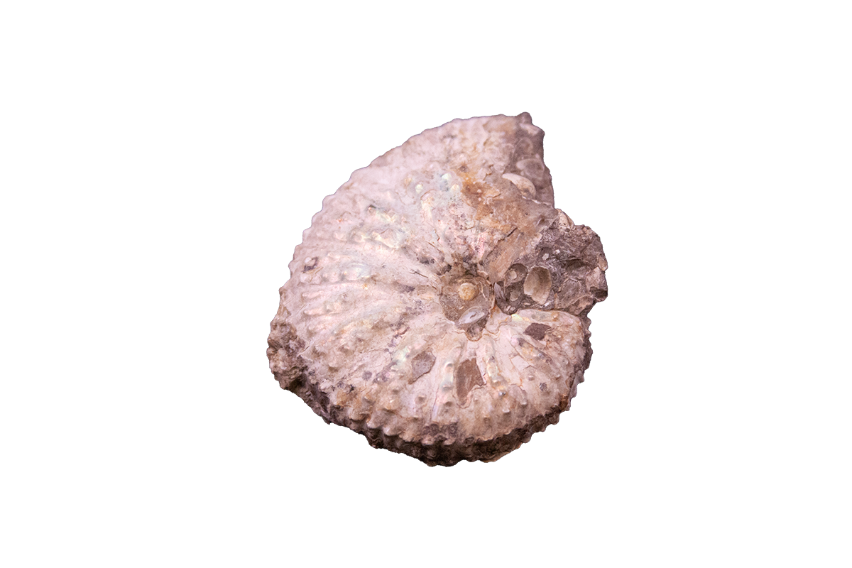 Fossil