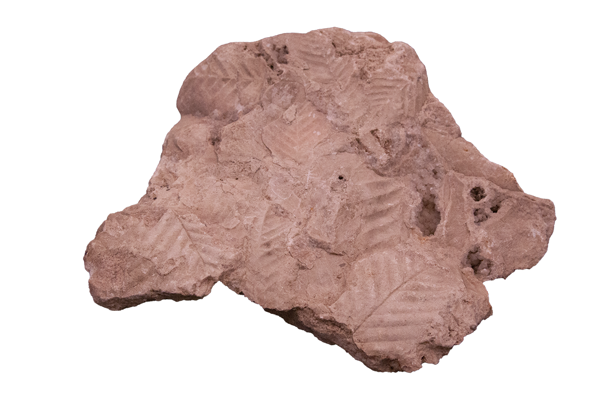 Fossil