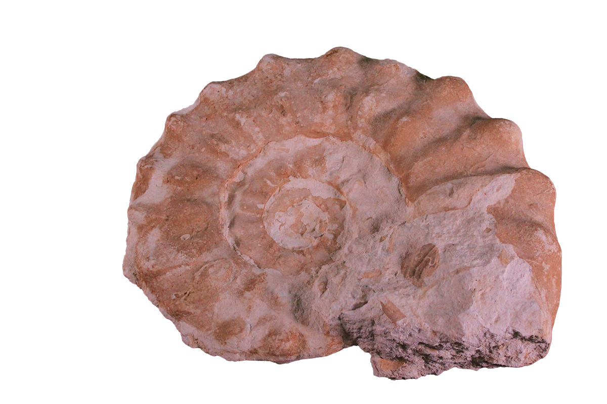 Fossil