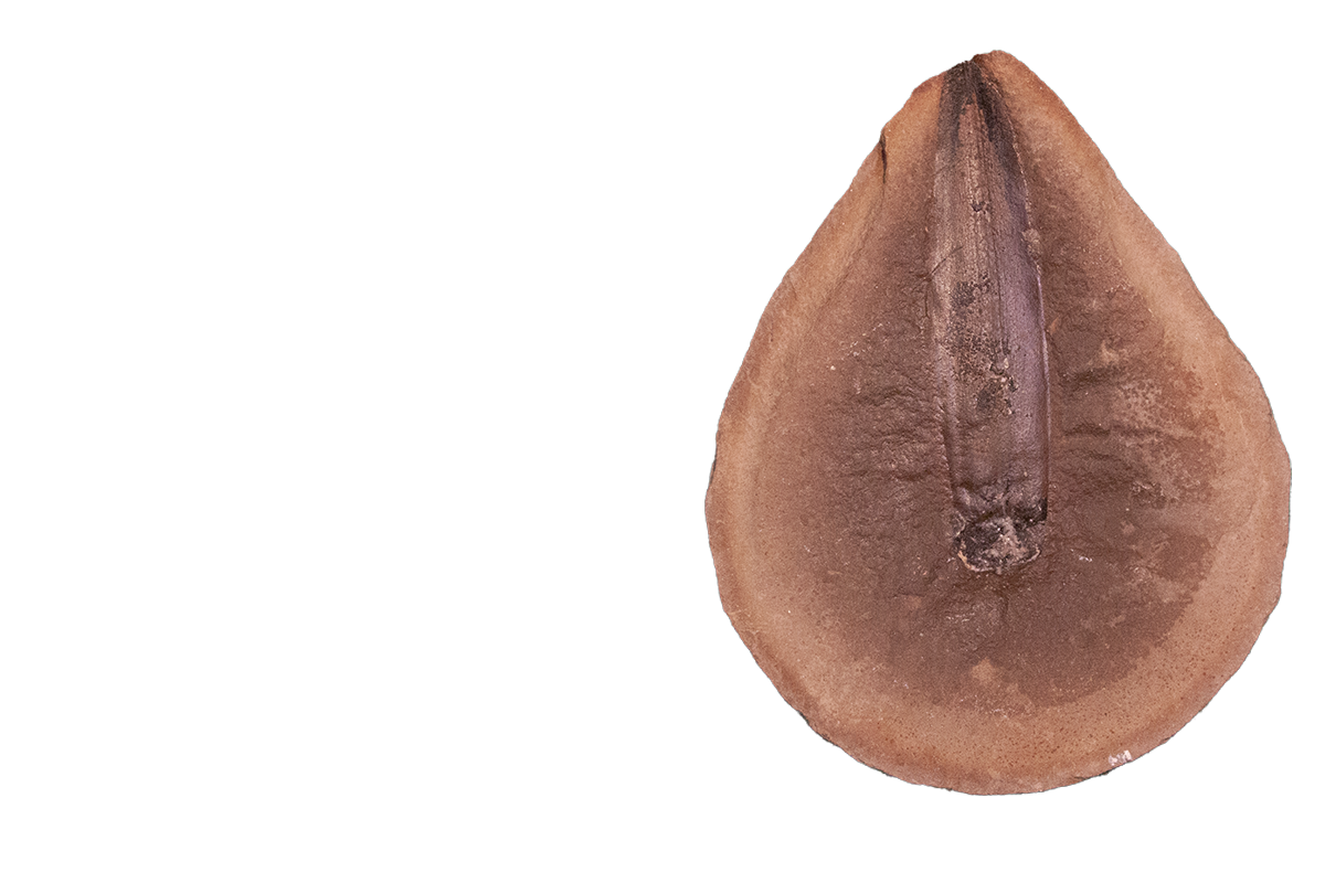 Fossil