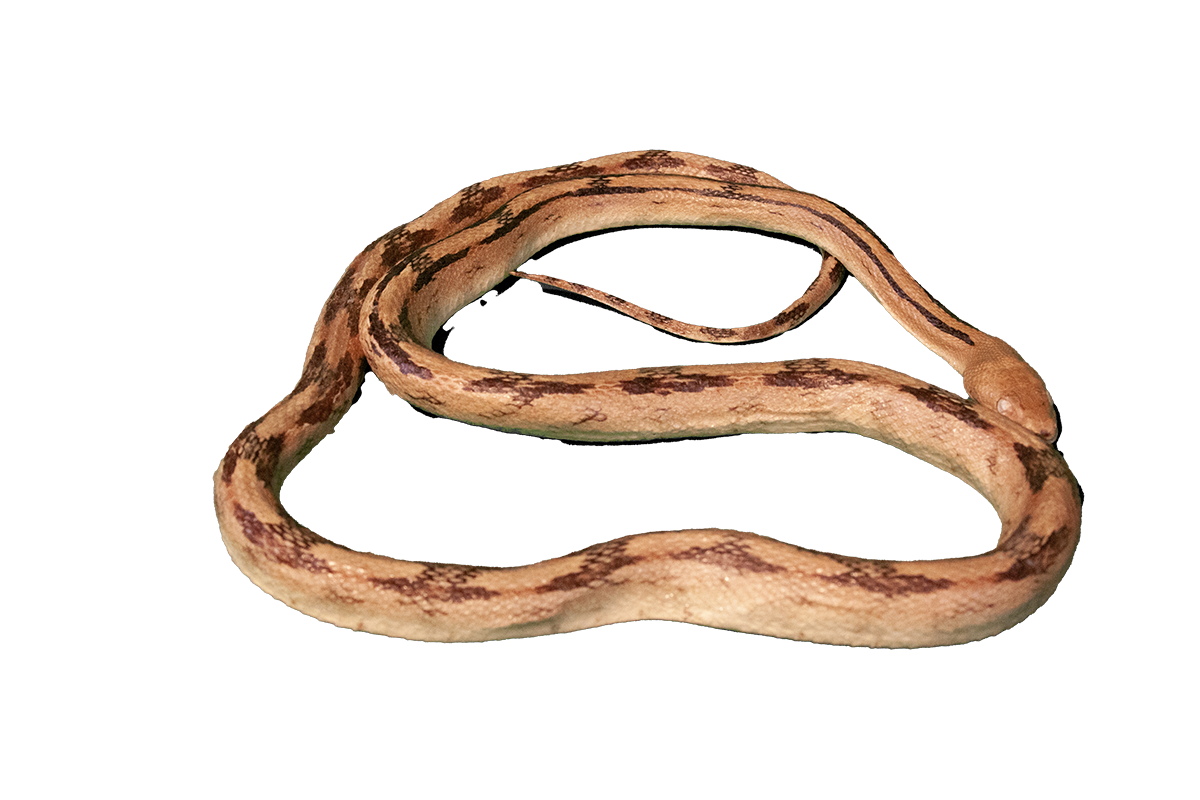 Trans-Pecos rat snake