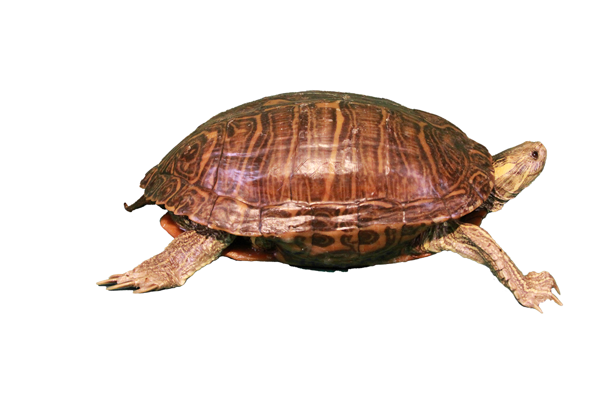 Red-eared slider