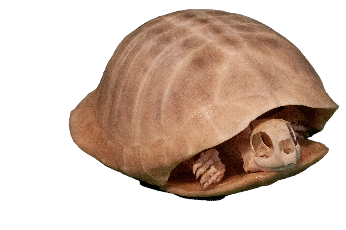 Ornate box turtle skeleton