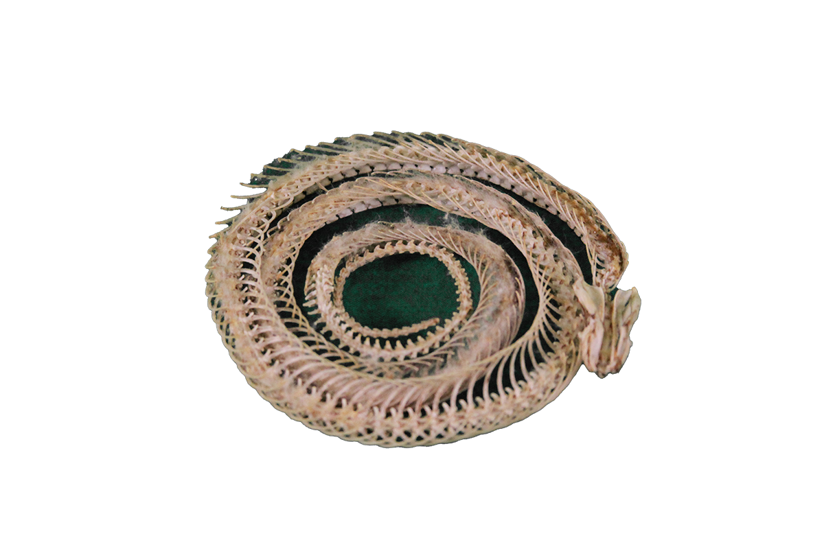 Checkered garter snake skeleton