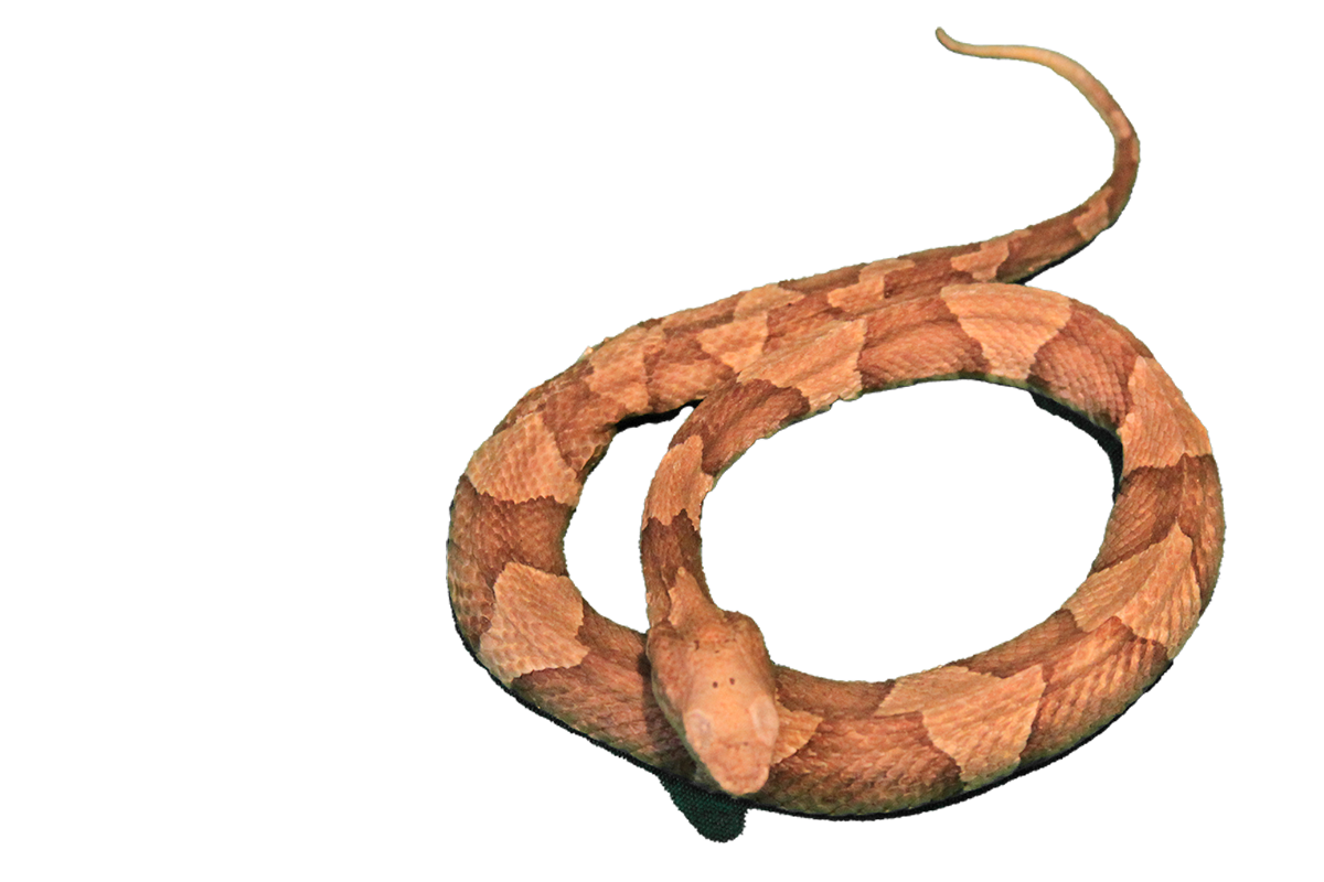 Eastern copperhead snake