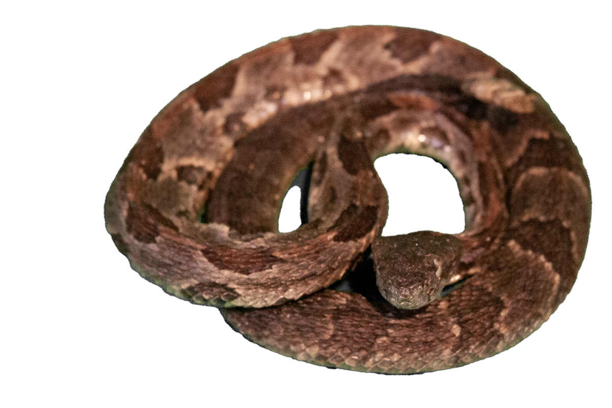 Timber rattlesnake