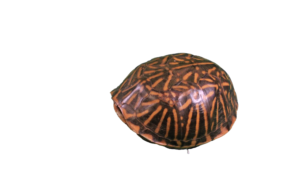 Ornate box turtle shell