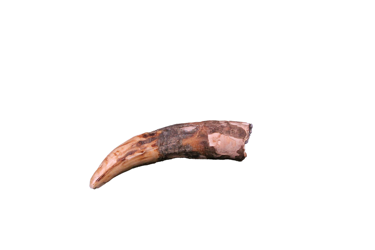 Crocodilian tooth
